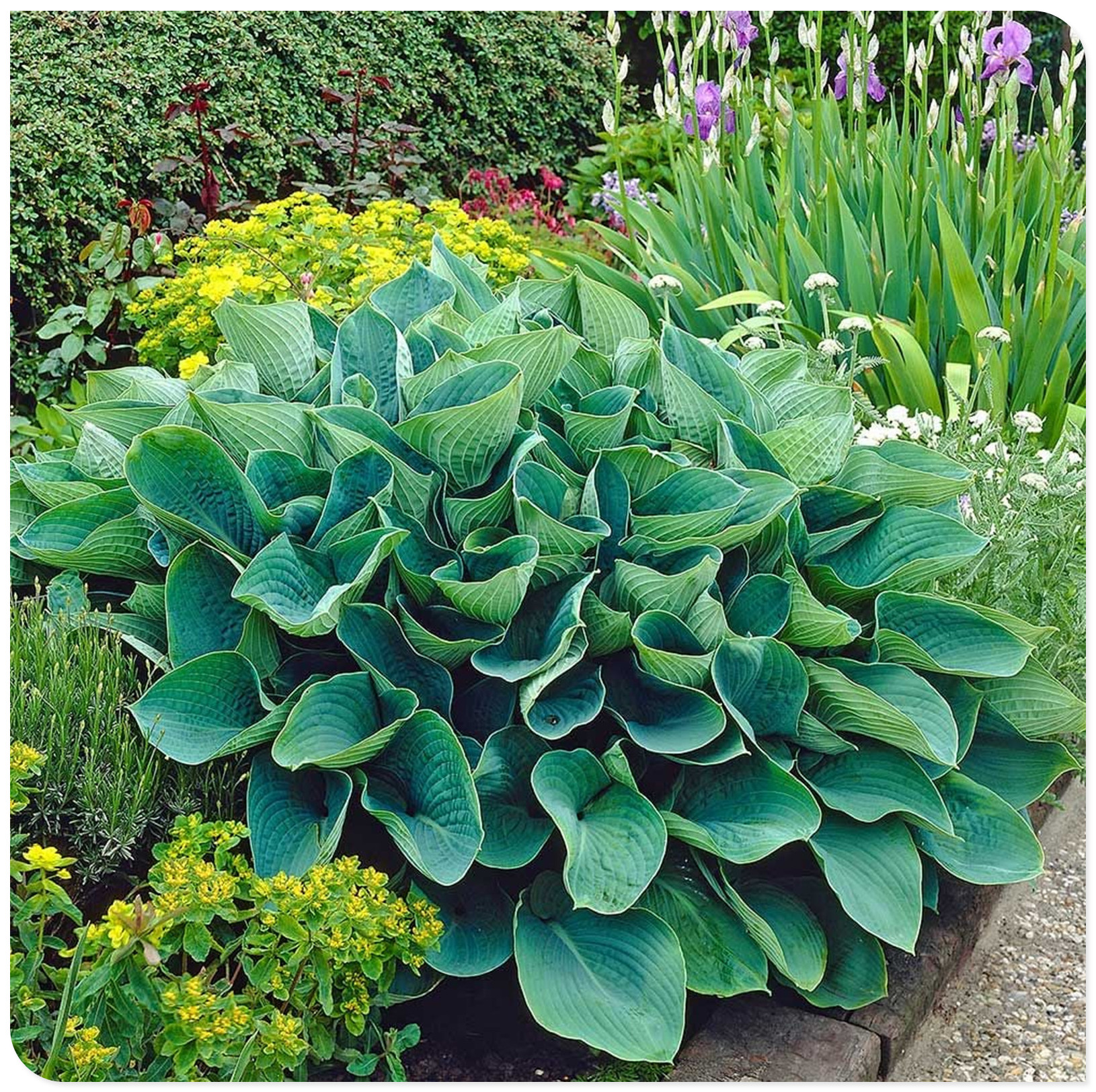 Hosta Bulbs, Rare Hosta, Hostas Rhizomes，Cold And Shade Tolerant