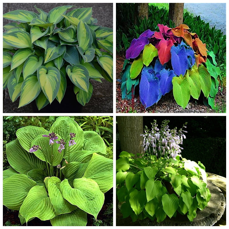 Hosta Bulbs, Rare Hosta, Potted Plant, Hostas Plants Ready For Planting