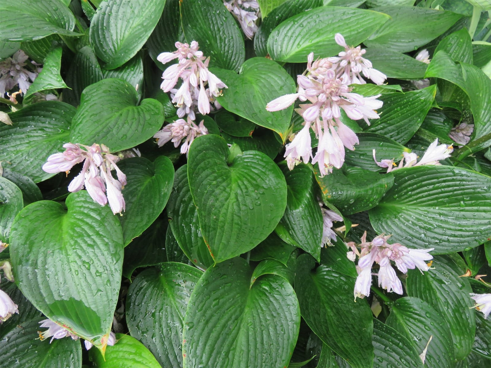 Hosta Bulbs, Rare Hosta, Potted Plant, Outdoor Plants,Aquatic Plants ...