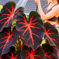 Hosta-Bulbs-Simple to Grow-Home Decoration for Planting Now-Premium Garden Stakes Perfect for Borders