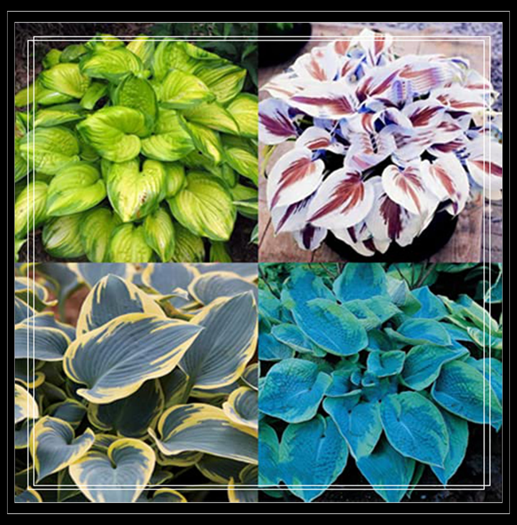 Hosta Bulbs, The Flowers Are Elegant And Have A Long Flowering Period