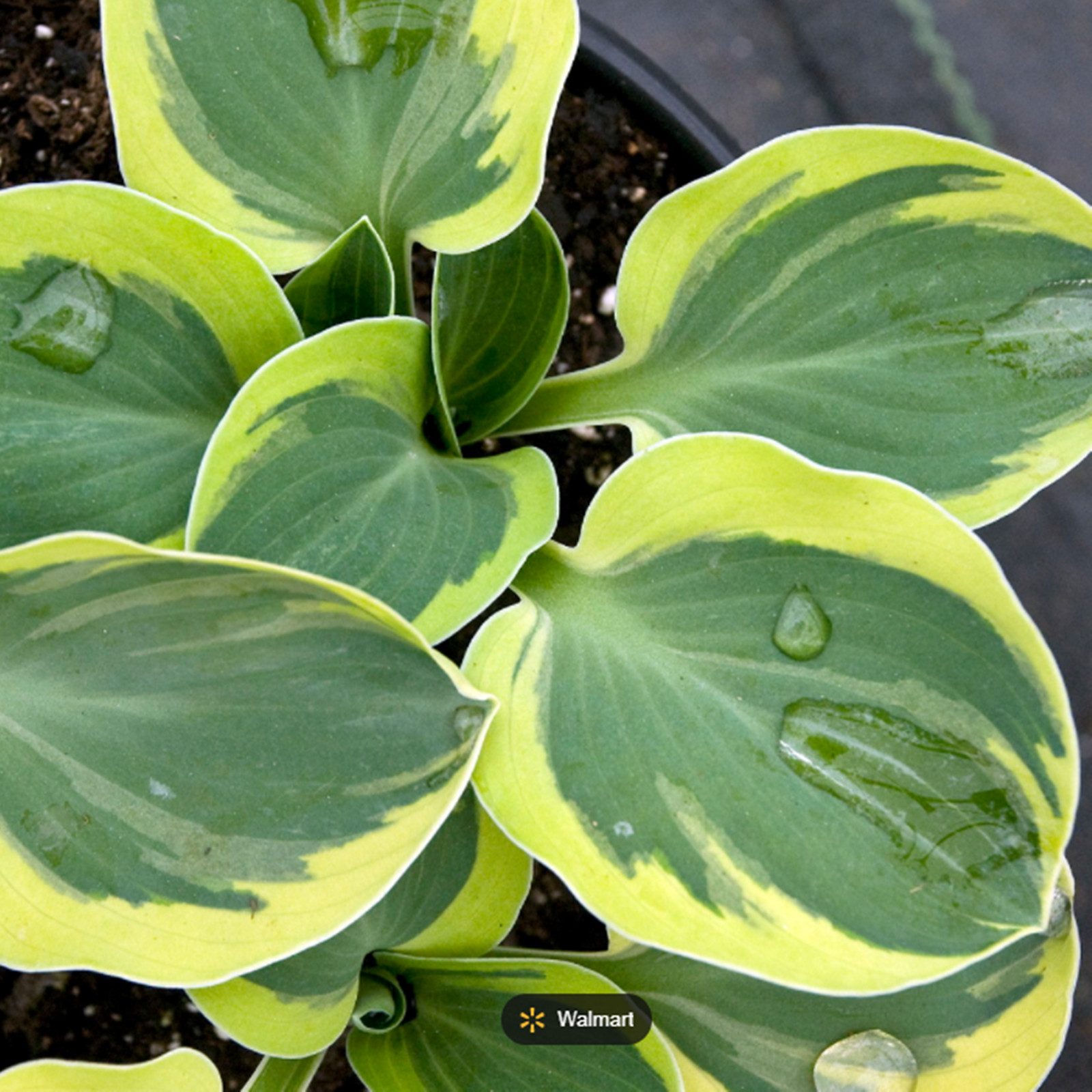 Hosta Bulbs, The Flowers Are Elegant And Have A Long Flowering Period