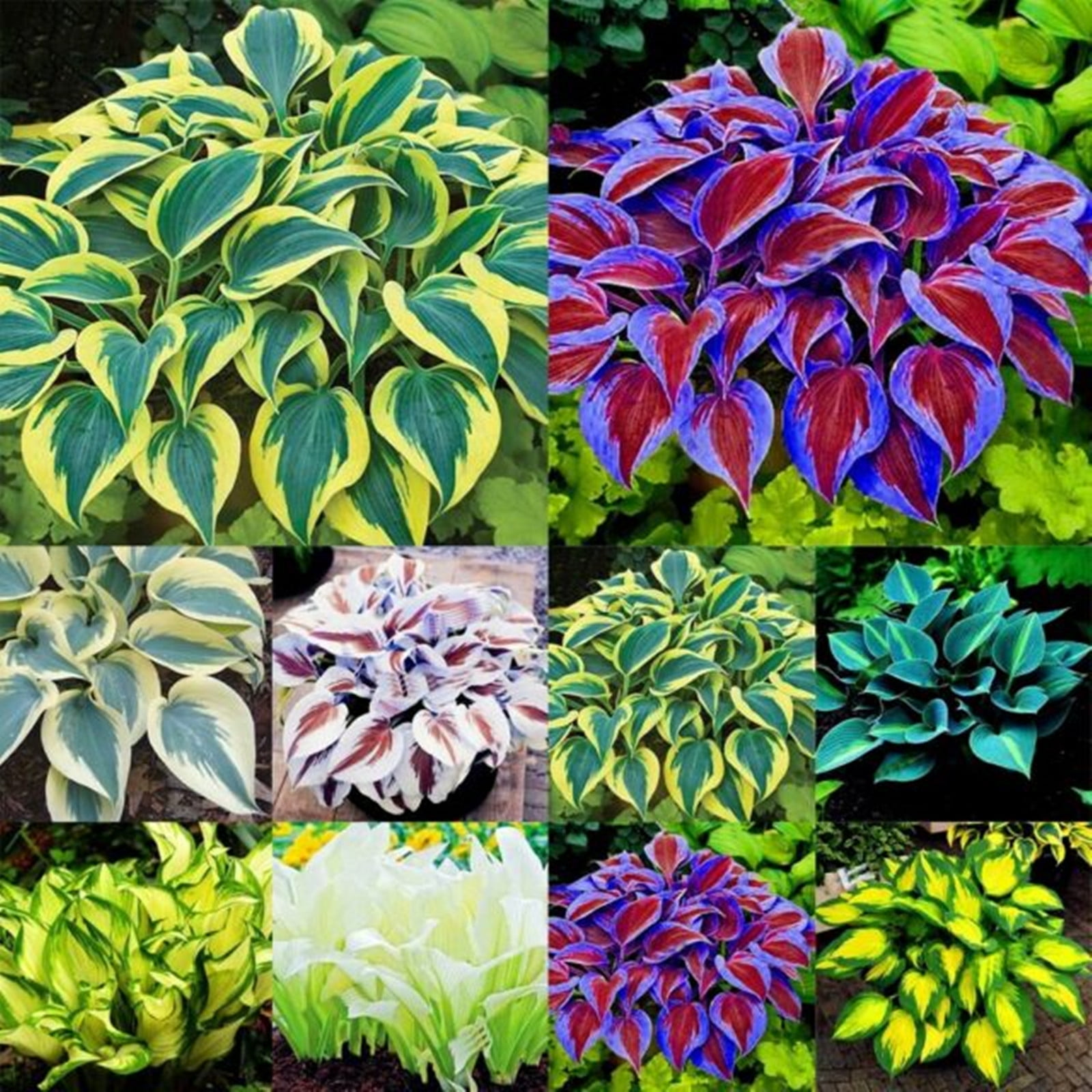 Hosta Bulbs, The Flowers Are Elegant And Have A Long Flowering Period