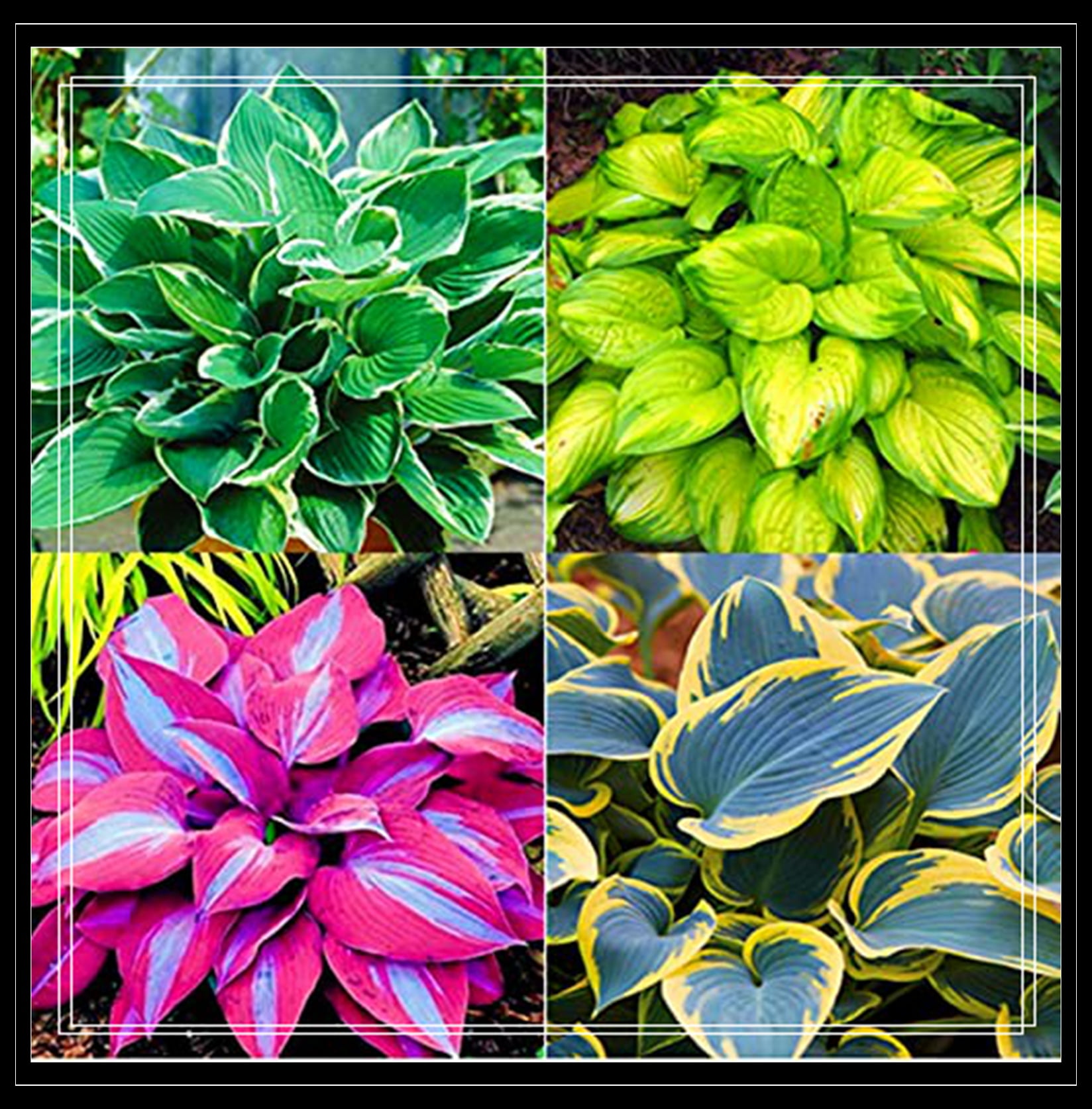 Hosta Bulbs, The Flowers Are Elegant And Have A Long Flowering Period