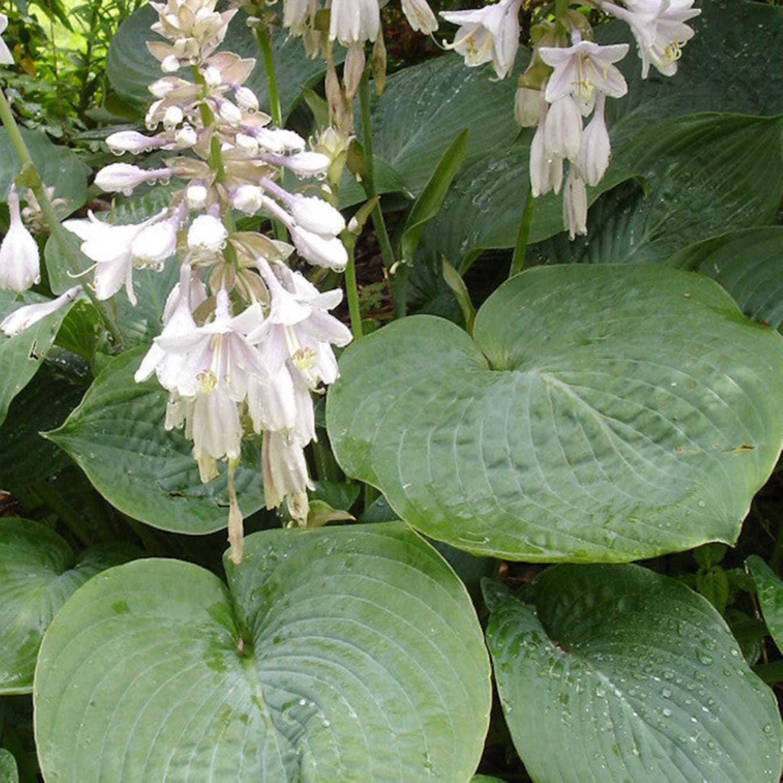 Hosta Bulbs, The Flowers Are Elegant And Have A Long Flowering Period