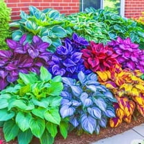 Hosta-Bulbs-for Planting Now-Garden Elegance Decoration Premium Garden Stakes Perfect for Borders