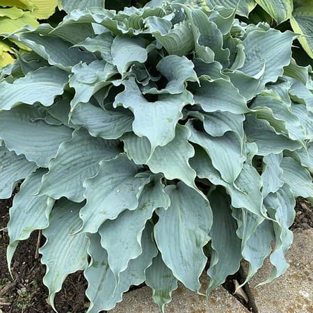 Hosta Dancing with Dragons - Hardy Shade Lover - Gallon Pot - New for 2021