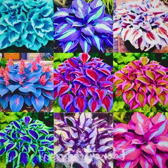 `Hosta Flower Bulbs, Easy‑Grow Low Maintenance Perennial, Suitable for Garden Beds, Borders, Pots and Planters`