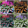 thumbnail image 1 of Hosta-For Fall Planting - Garden Elegance Decoration - Premium Garden Stakes Perfect for Borders, 1 of 4