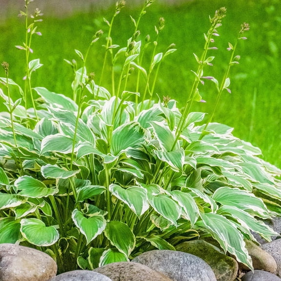 Francee Hosta Plants, 2 Live Shade Perennial Plants in 4 in Pots, Non-GMO
