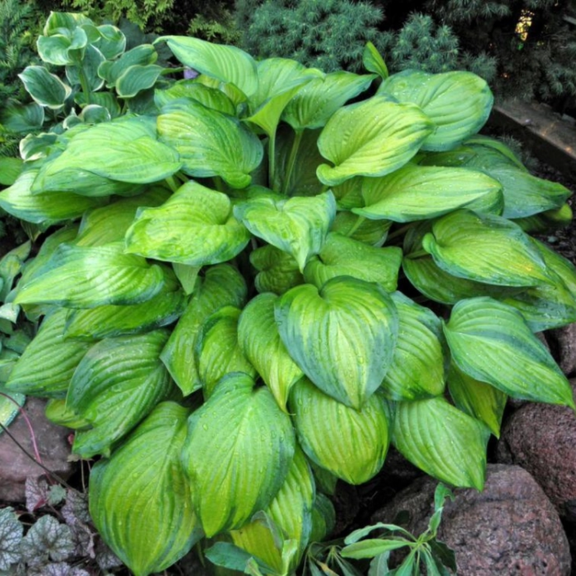 Hosta Guacamole - Fragrant Gold Variegated Shade Plant, 2002 Award Winner, Bareroot