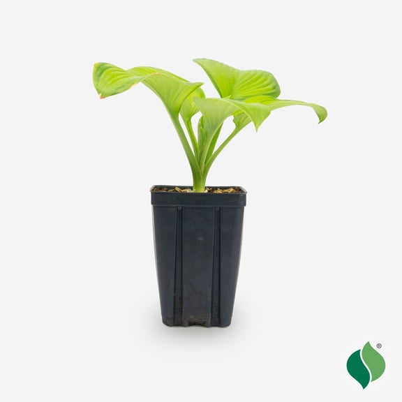 Hosta, Guacamole JP