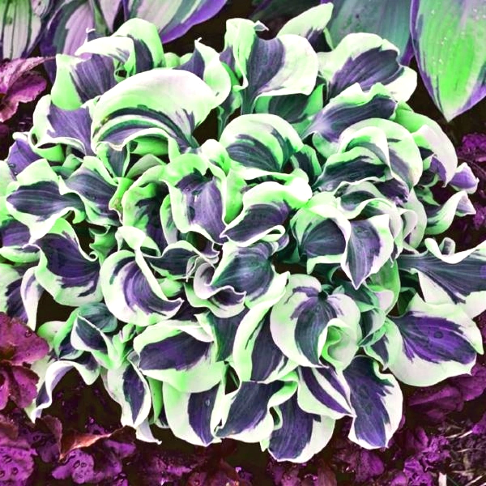 Hosta Rhizome 10 Stück - Schattenliebende Winterharte Gartenpflanzen