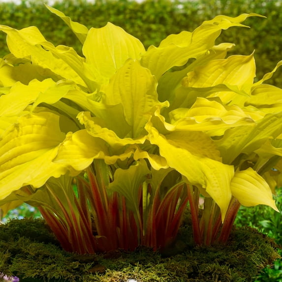 Hosta Lipstick Blonde 3 Roots, Summer Blooms Yellow Foliage & Red Stems ...