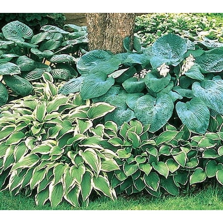 Hosta Mixed Variety (5 Bare Roots) - Flourishing Venture