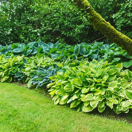 Hosta Mixture Dormant Bare Root Shade Perennial Plants, 8-Pack