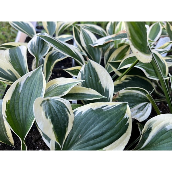 Hosta Patriot Starter Plant - Green White-Edged Shade Perennial in 4 Inch Pot, USDA Zones 3-9