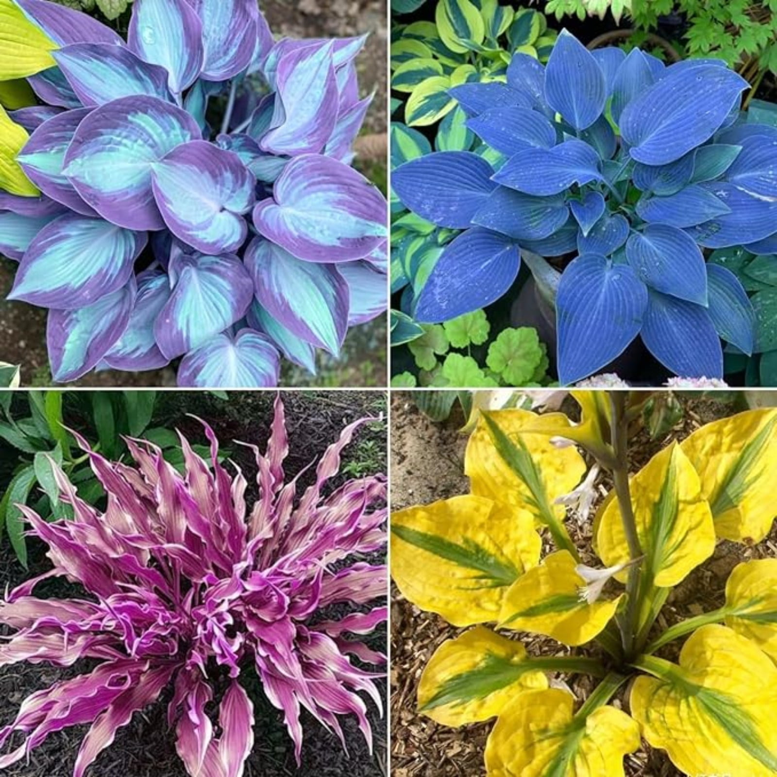 Hosta Plants Bulbs For Planting Perennial,Beautify Environment,Hosta