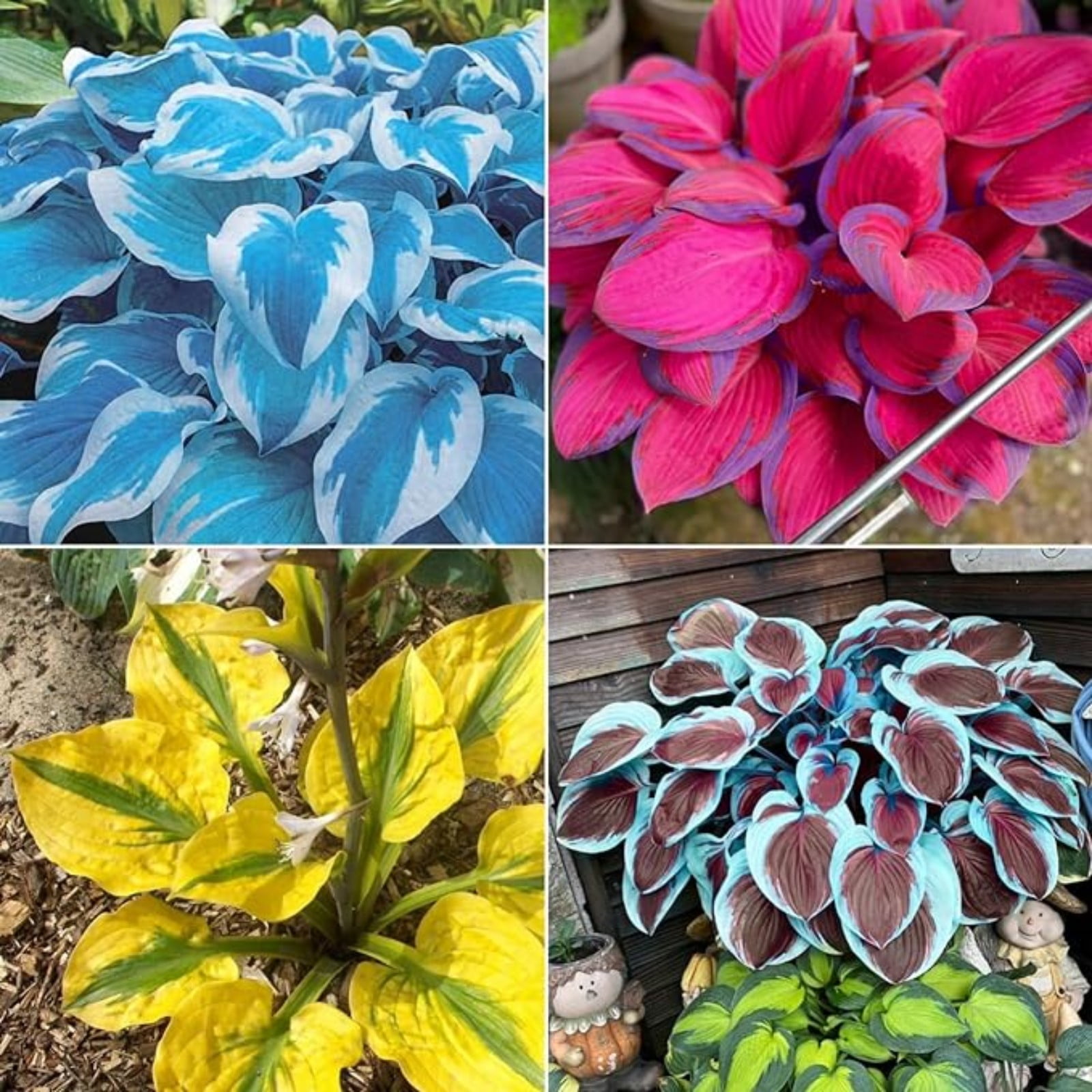 Hosta Plants Bulbs For Planting Perennial,Beautify Environment,Hosta