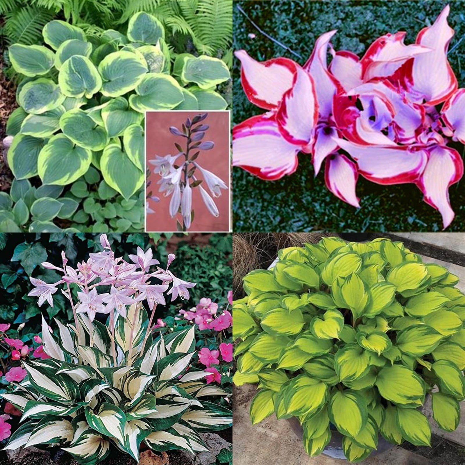 Hosta Plants Bulbs For Planting Perennial,Beautify Environment,Hosta