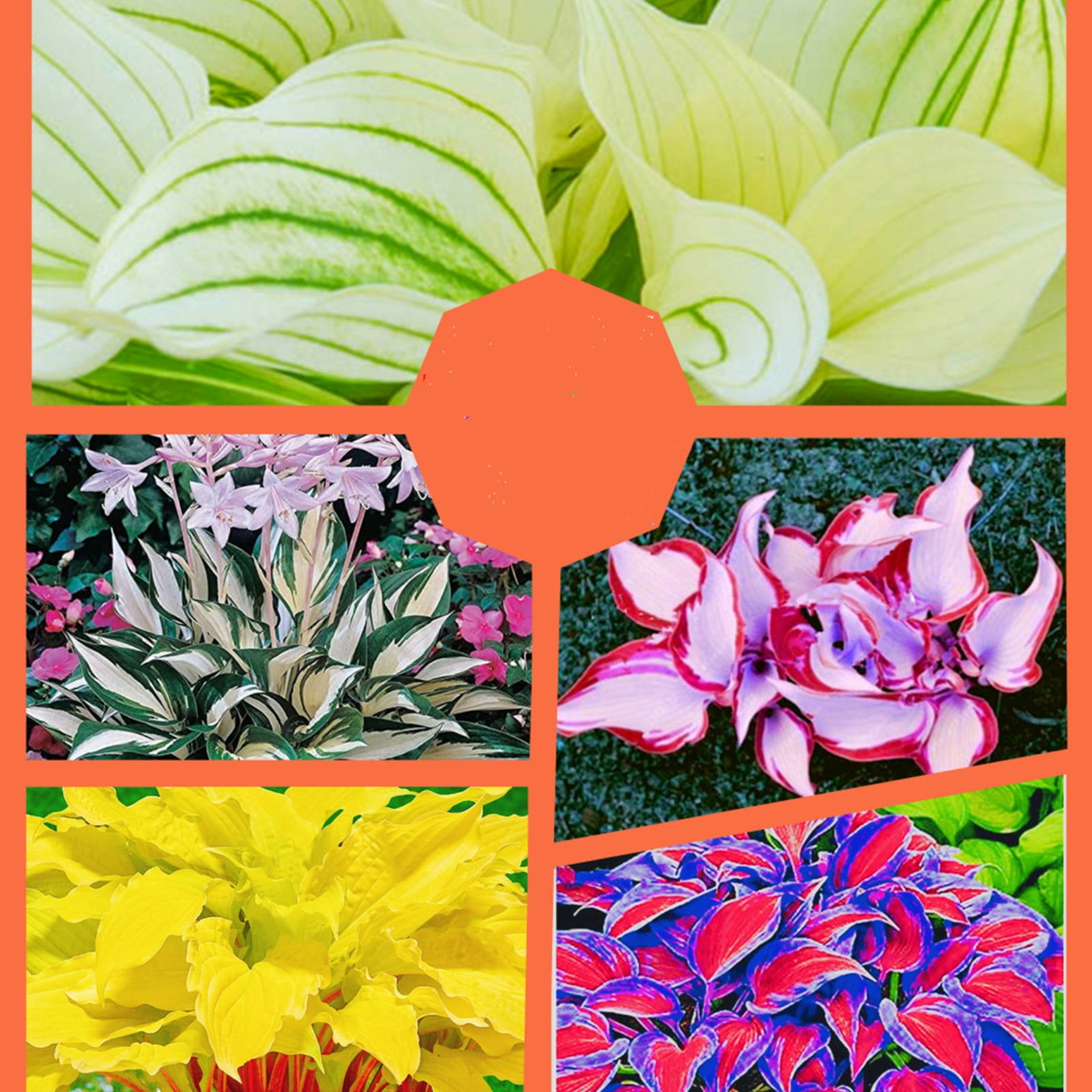 Hosta Plants Bulbs For Planting Perennial,Beautify Environment,Hosta