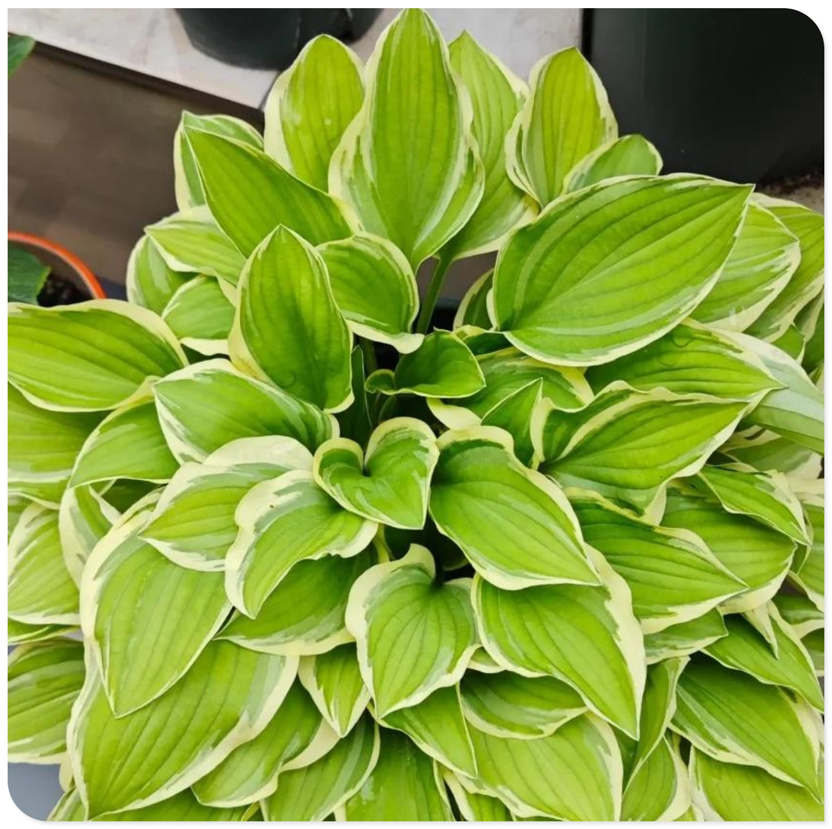 Hosta Plants Bulbs For Planting Perennial,Beautify Environment,Hosta