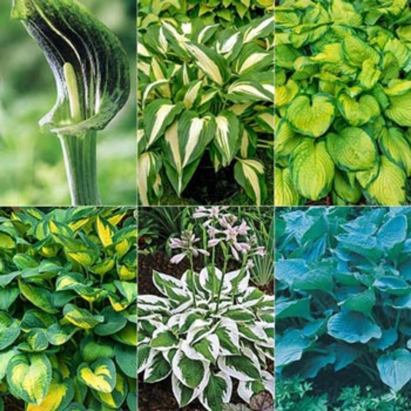 Hosta Plants Bulbs For Planting Perennial Beautify Environment Hosta