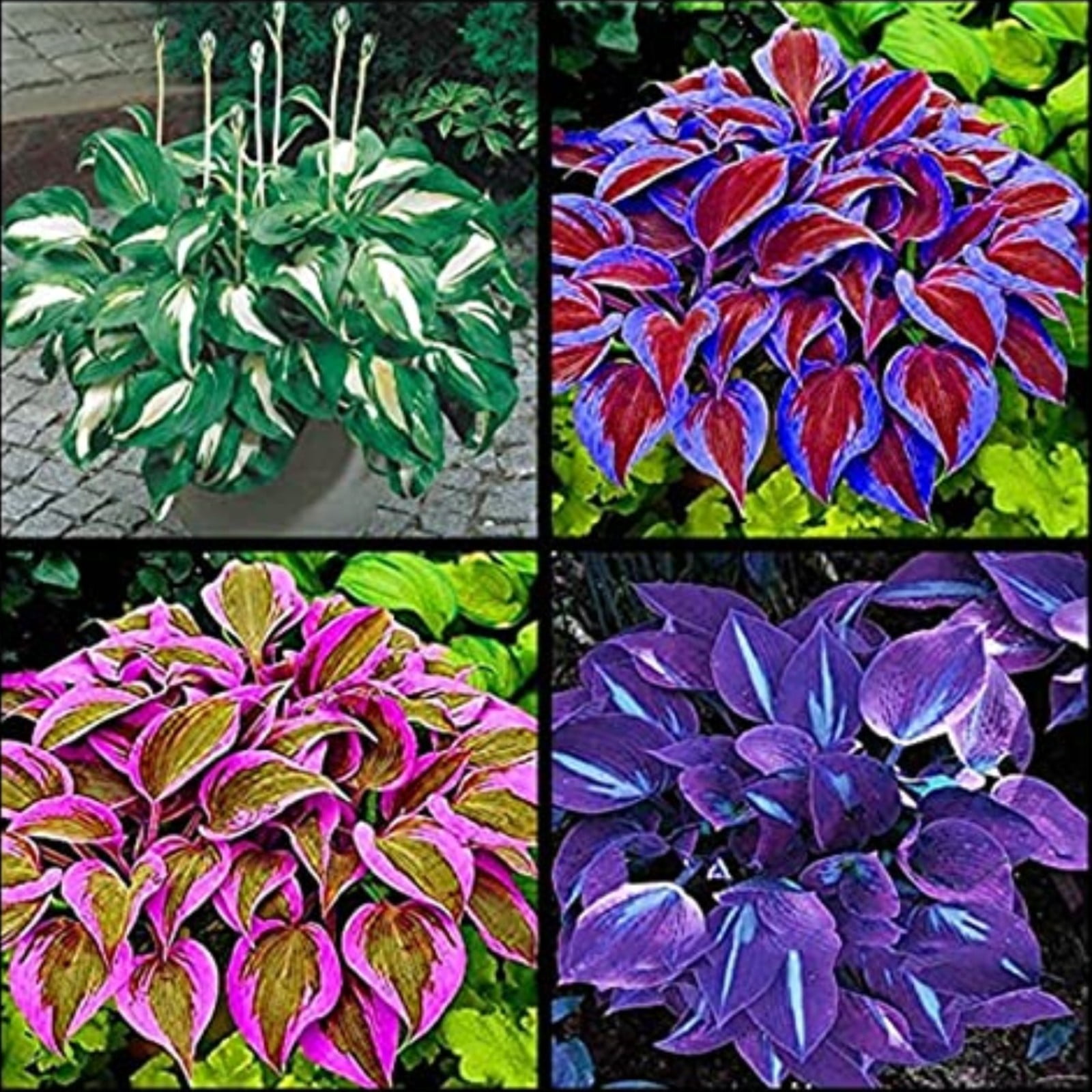 Hosta Plants Bulbs For Planting Perennial,Hosta Bulbs,Beautify