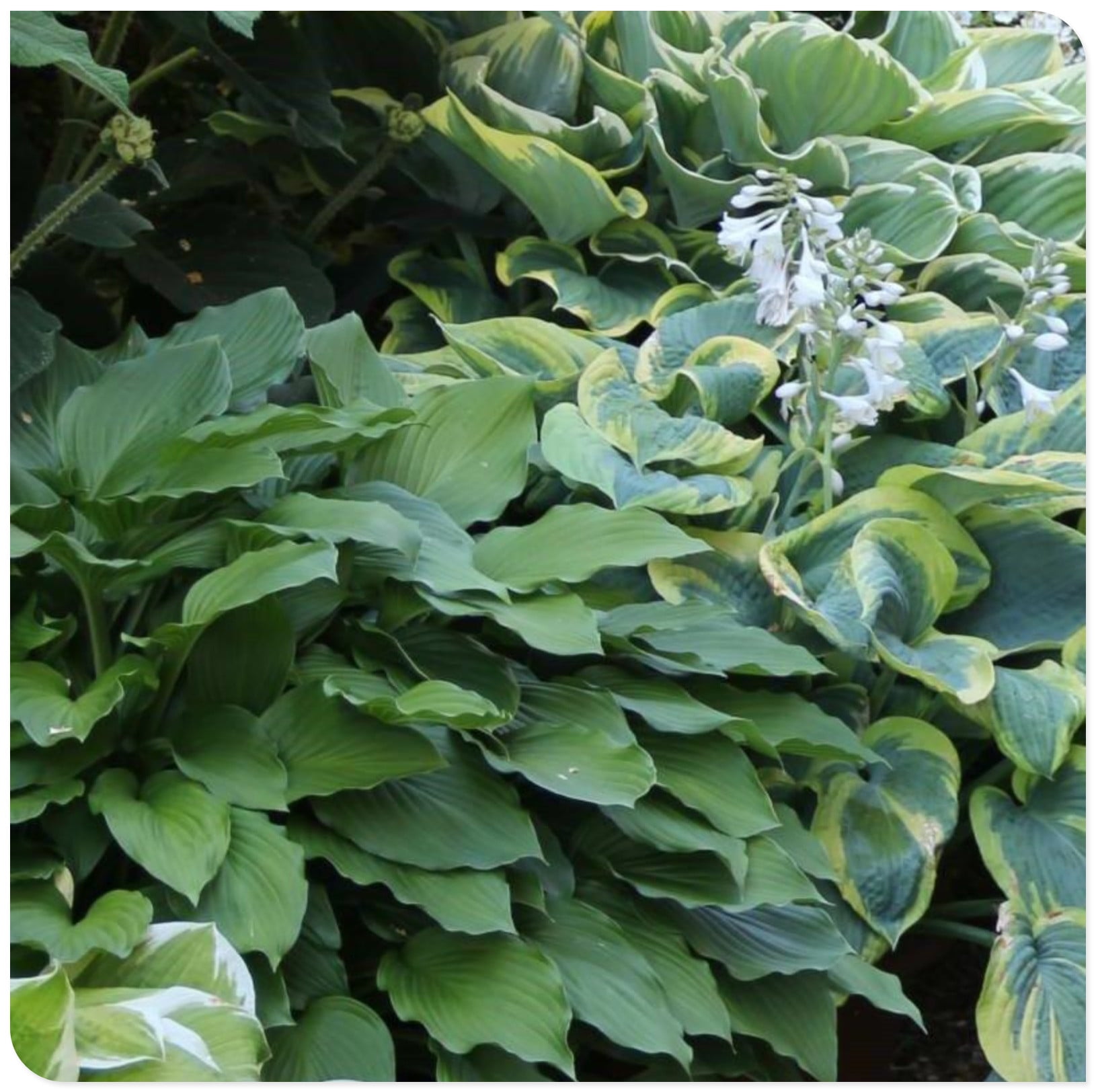 Hosta Plants Bulbs For Planting Perennial,Hosta Bulbs For Sale,Beautify