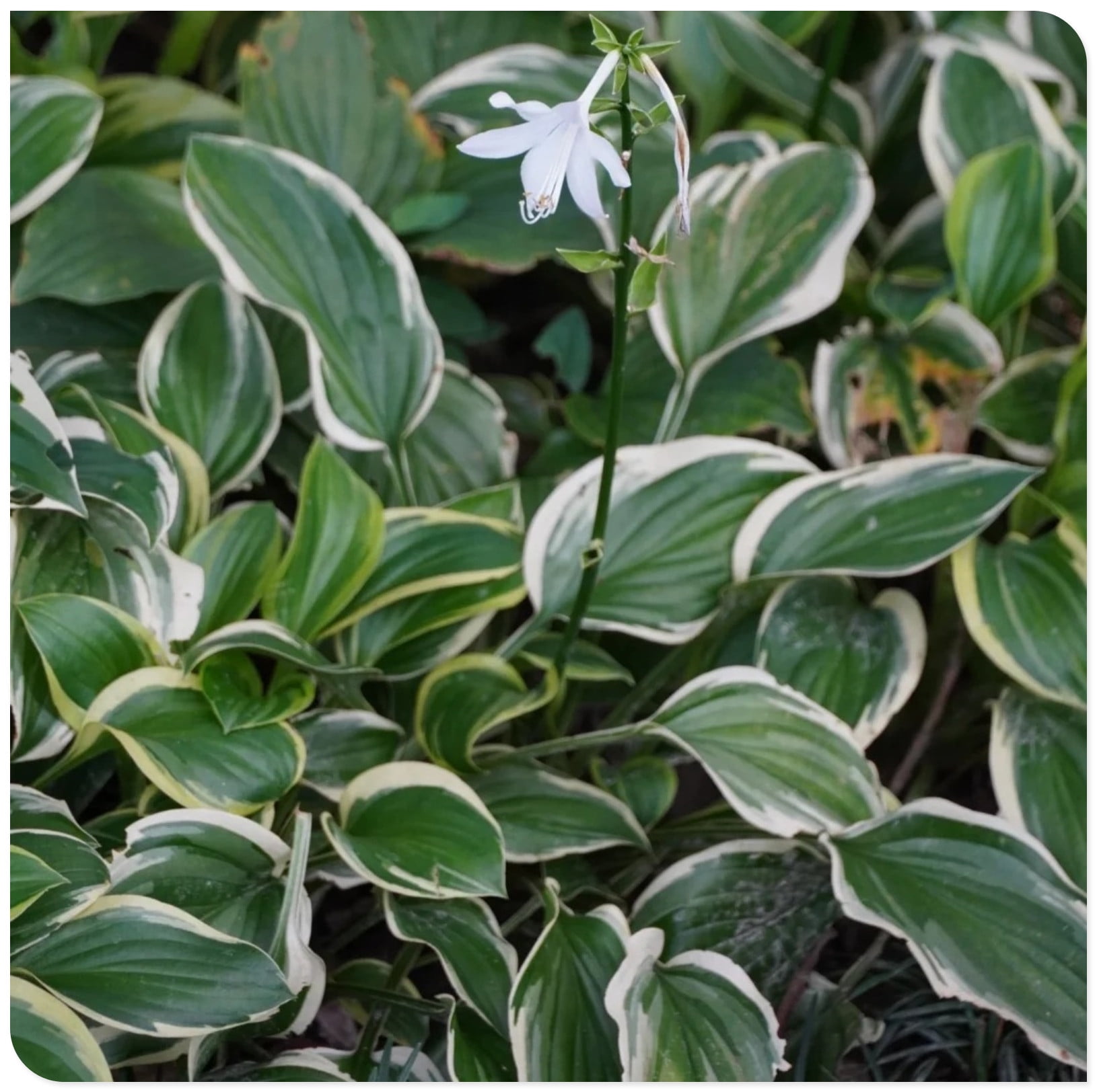 Hosta Plants Bulbs For Planting Perennial,Hosta Bulbs For Sale,Beautify