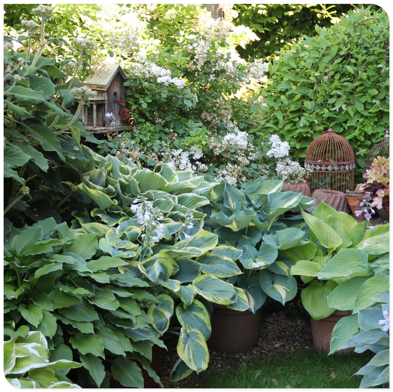 Hosta Plants Bulbs For Planting Perennial,Hosta Bulbs For Sale,Beautify