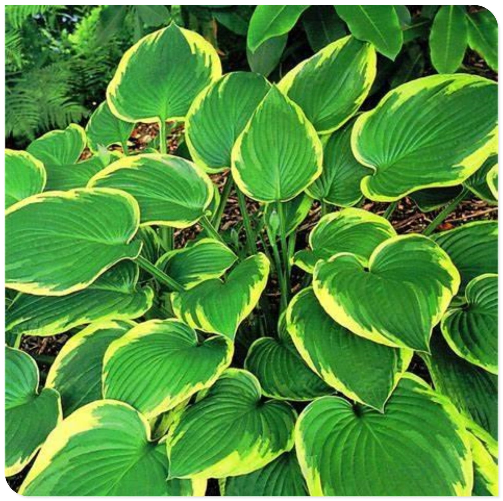 Hosta Plants Bulbs For Planting Perennial,Hosta Bulbs For Sale,Hosta