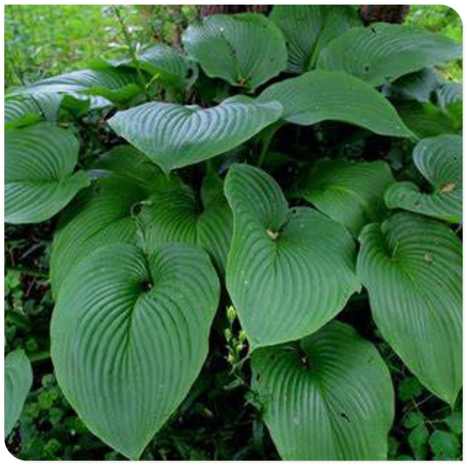Hosta Plants Bulbs For Planting Perennial,Hosta Bulbs For Sale,Hosta