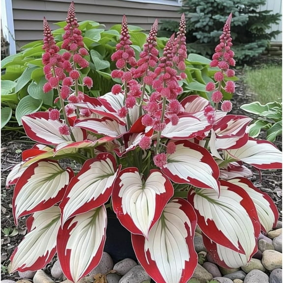 Hosta-Plants For Planting - Garden Elegance Decoration - Premium Garden Stakes Perfect for Borders - Striking