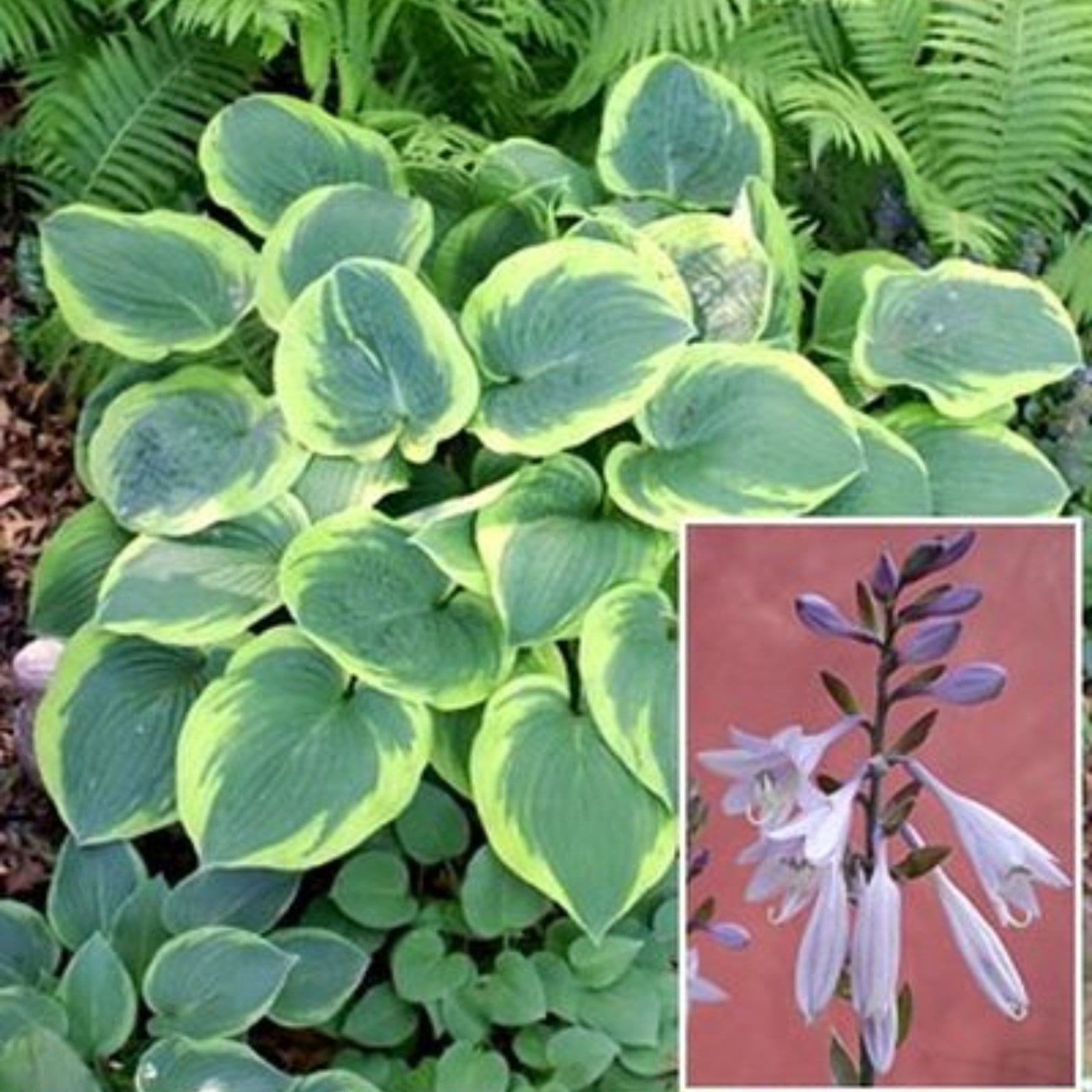 Hosta Plants For Sale,Hosta Plants Bulbs For Planting Perennial,Hosta ...