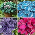 Hosta Plants For Sale Hostas Plant Hostas Bulbs Bulk Indoor and outdoor