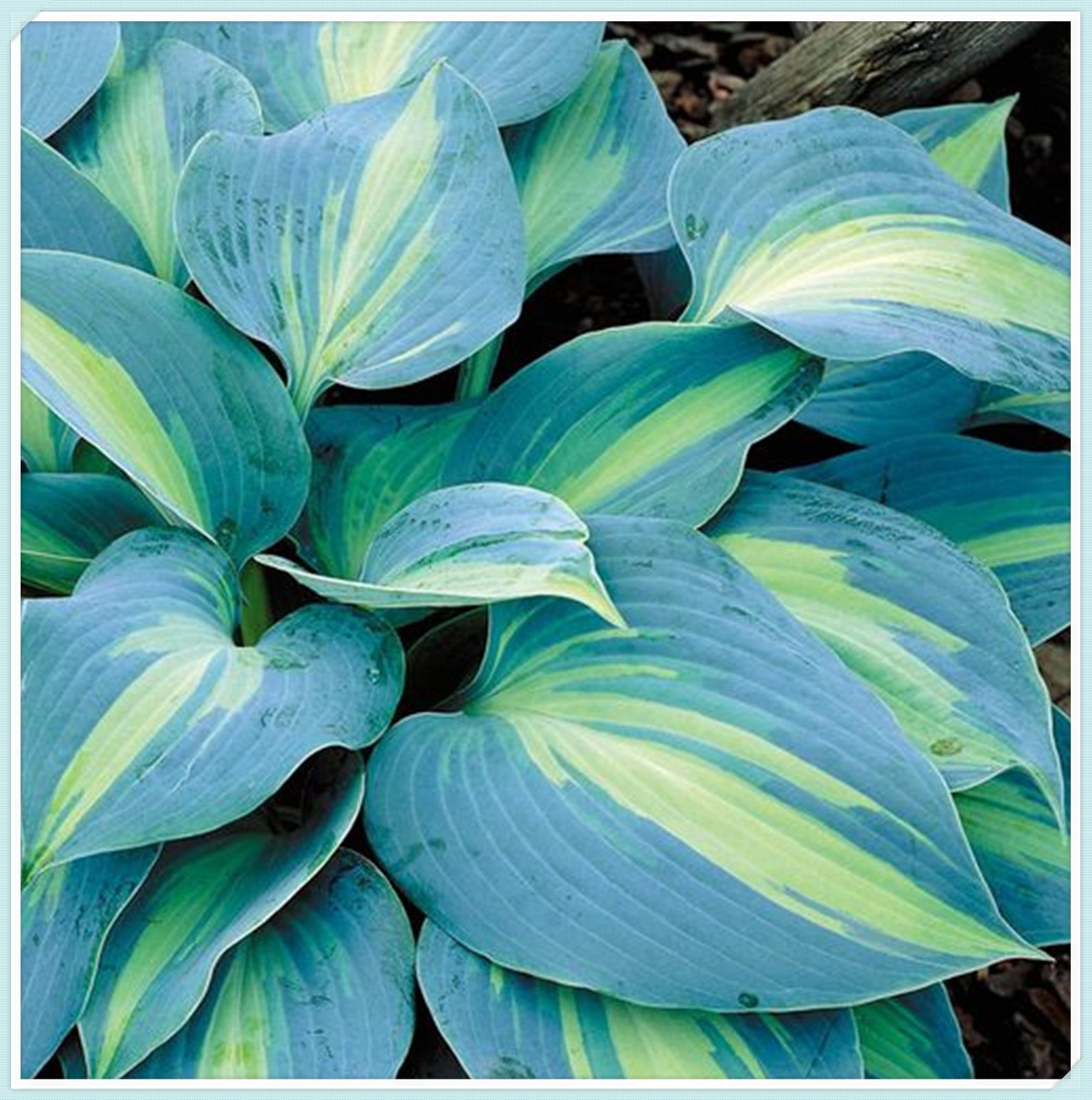 Hosta Plants Hosta Rhizome Hosta Plants For Sale Perennial Long