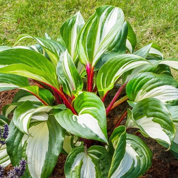 Hosta 'Raspberry Sunday' -Plantain Lily- Live Starter Plant