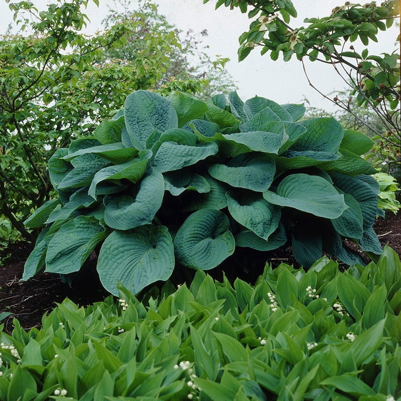 Hosta Roots Big Daddy 2 Roots Green Flower Bulbs, Root Attracts