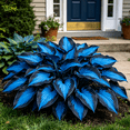 thumbnail image 1 of Hosta Seeds – 500 pcs – Stunningly Beautiful for Garden Landscaping; Shade-loving, Cold-hardy, and Easy To Grow; Attracts Pollinators; Perennial; Ideal for Beginners., 1 of 6