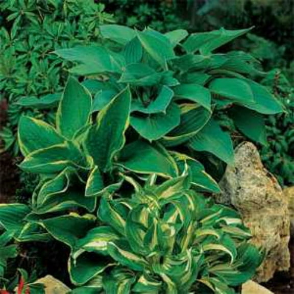 Hosta Seeds - Hosta Elegans American Mix Flower Seed - 100 Seeds