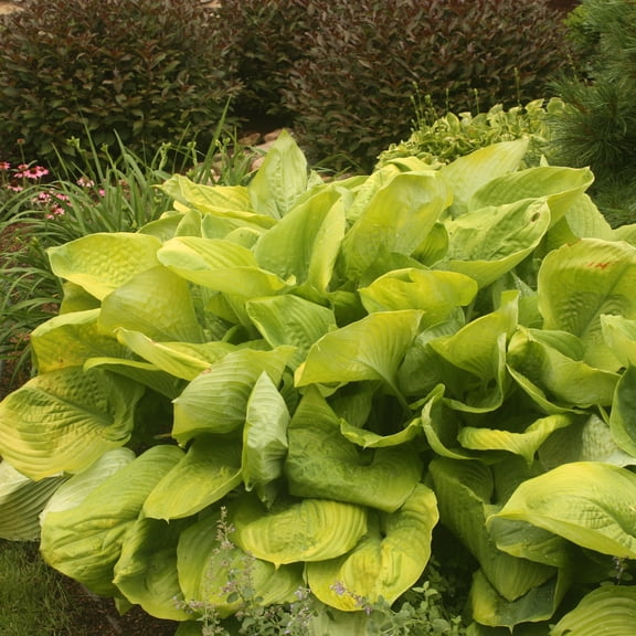 Hosta, 'Sum and Substance' | Hosta 'Sum and Substance' - 3-PACK BAREROOT (3-pack,Bareroot-No.1)
