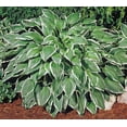 thumbnail image 1 of Hosta Undulata Albomarginata - Shade Loving Wavy Leaves - 4" Pot, 1 of 1