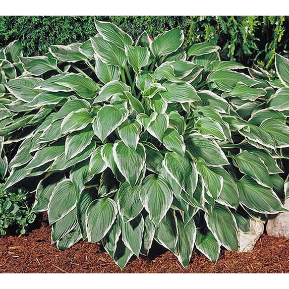 Hosta Undulata Albomarginata - Shade Loving Wavy Leaves - 4" Pot