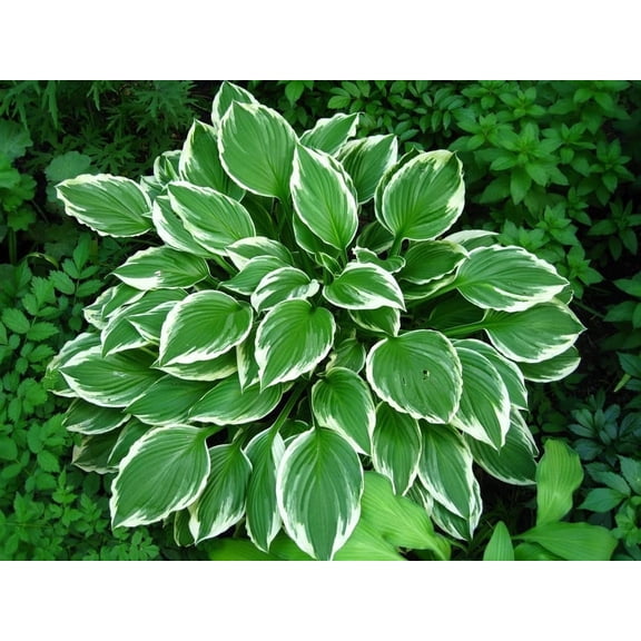 Hosta Undulata Albomarginta Plant Root for Planting Stunning Green and White Color 3 Roots