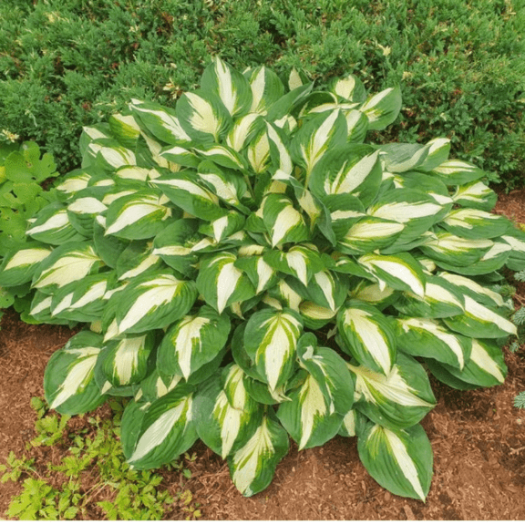 Hosta Vulcan - White Center Variegated Shade Plant, Hardy Zones 3-9, Bareroot