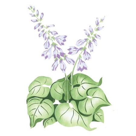 Hosta Wall Stencil SKU #1945 by Designer Stencils