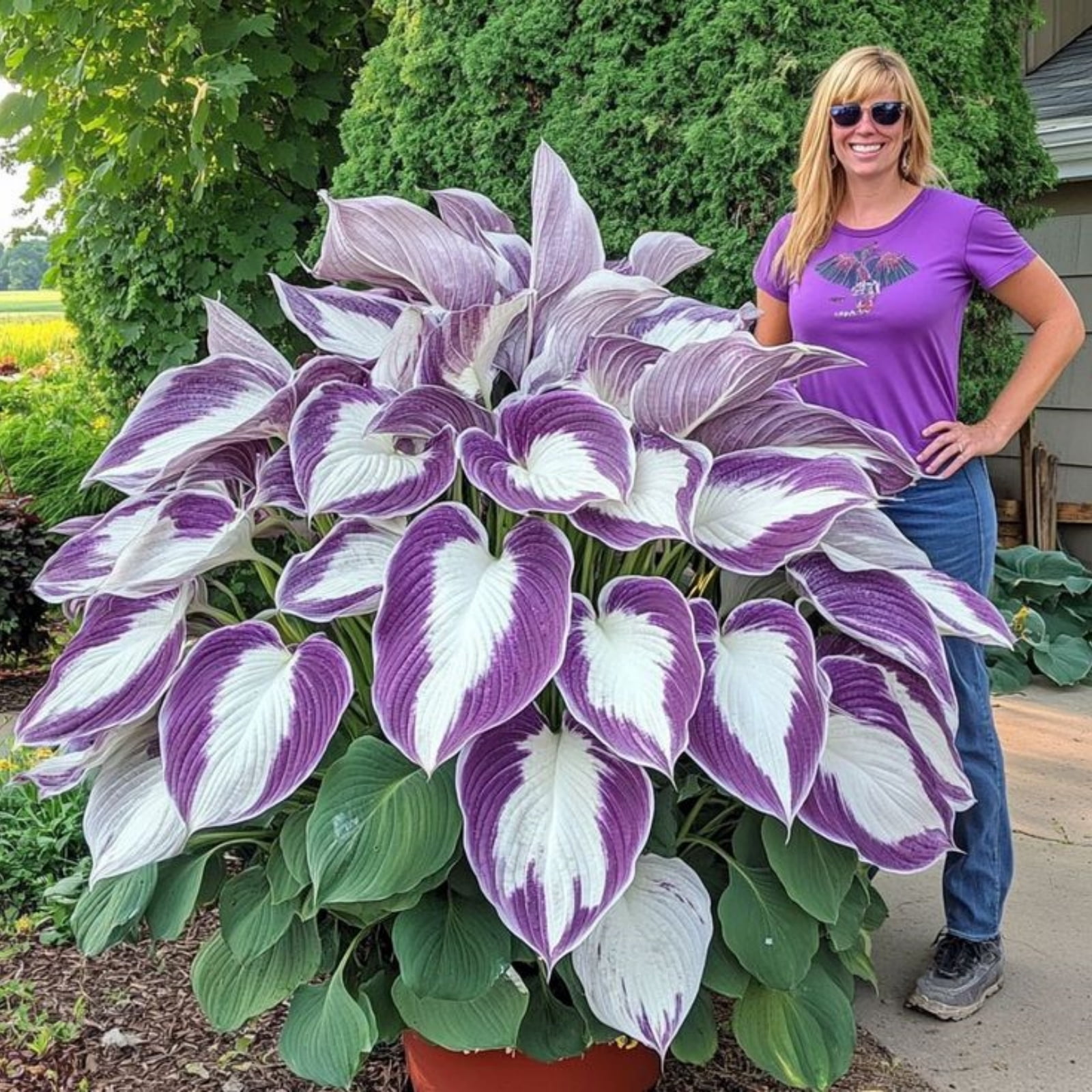 Hosta-blooms every year-Premium Garden Stakes -fast-growing bulbs