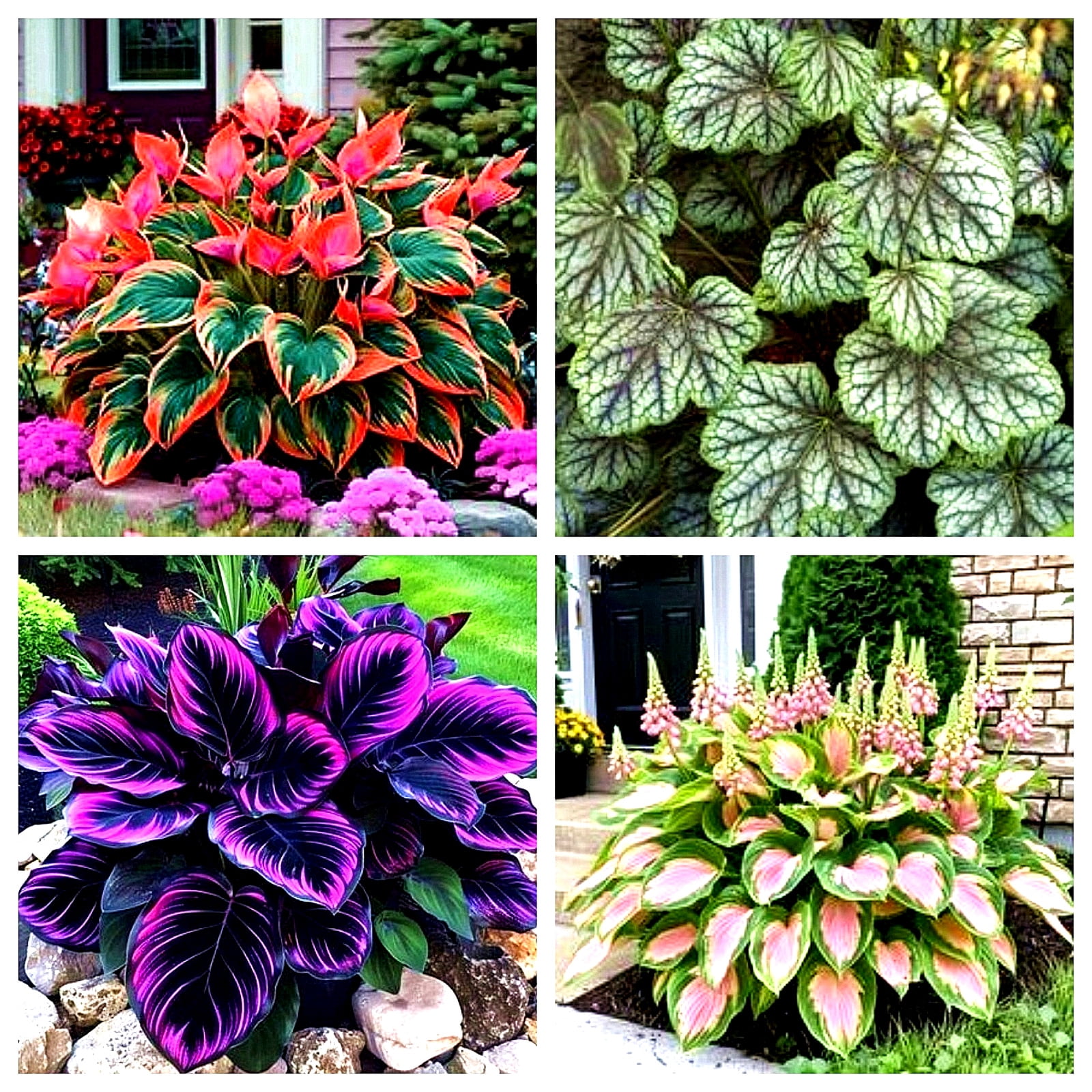 Hosta flower seeds. High quality perennials, ideal for shaded