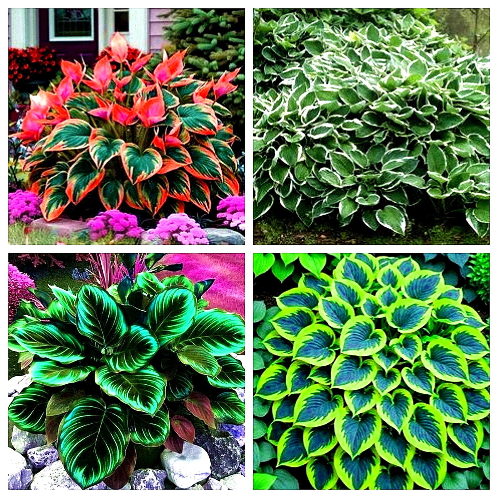 Hosta - suitable for flower beds and shaded areas - perennial plants